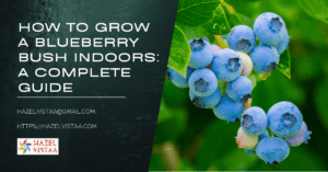 How to Grow a Blueberry Bush Indoors