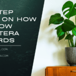 How to Grow Monstera Upwards