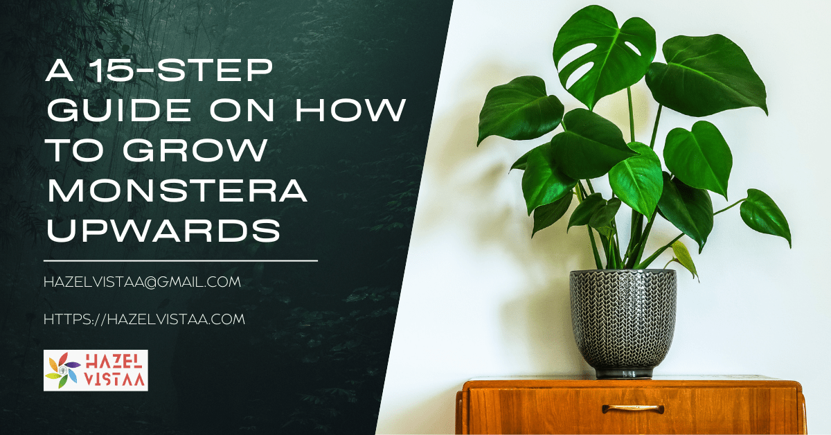 How to Grow Monstera Upwards