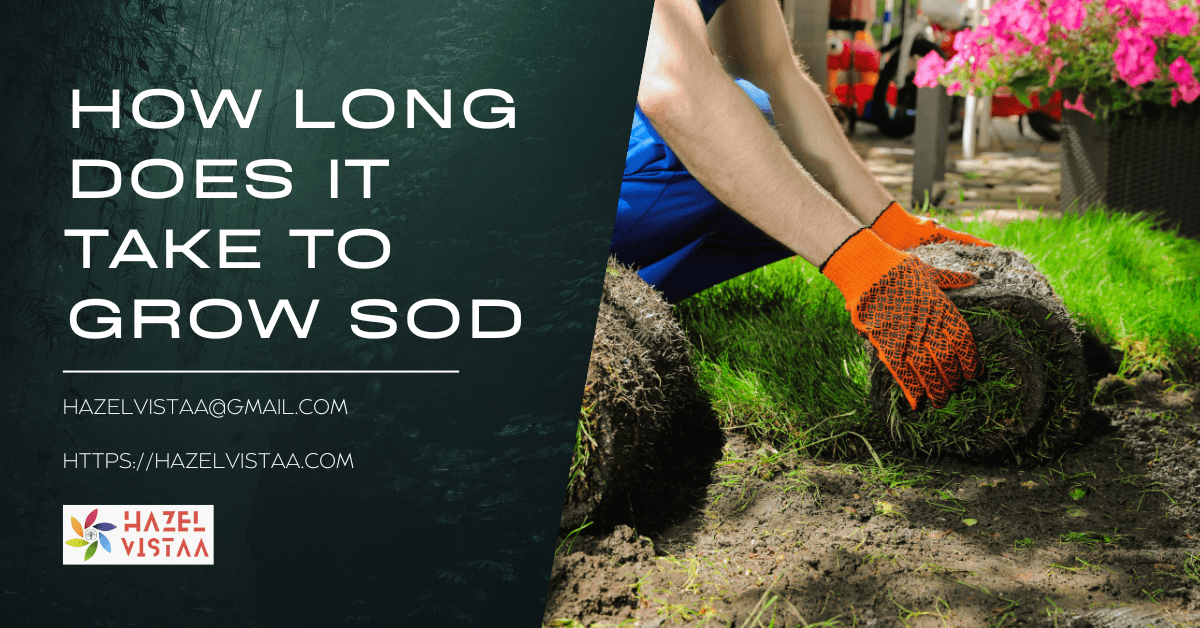 How Long Does It Take to Grow Sod