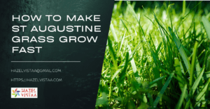 How to Make St Augustine Grass Grow Fast