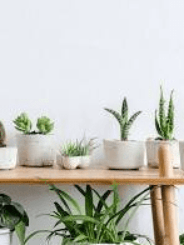 How to Make Indoor Plants Grow Faster