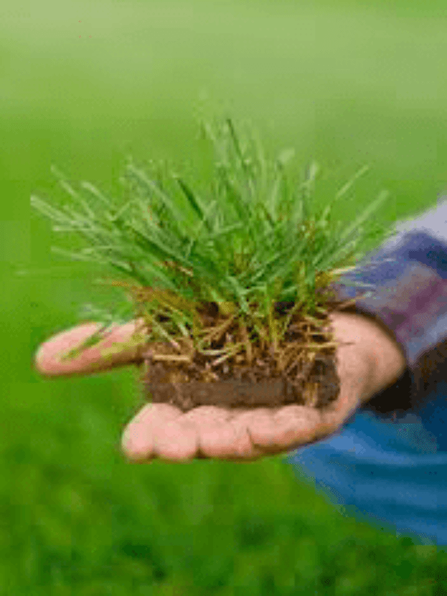 The Ultimate Guide to Sod