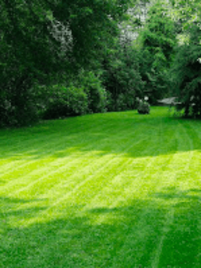 The Secret to Growing a Healthy Lawn