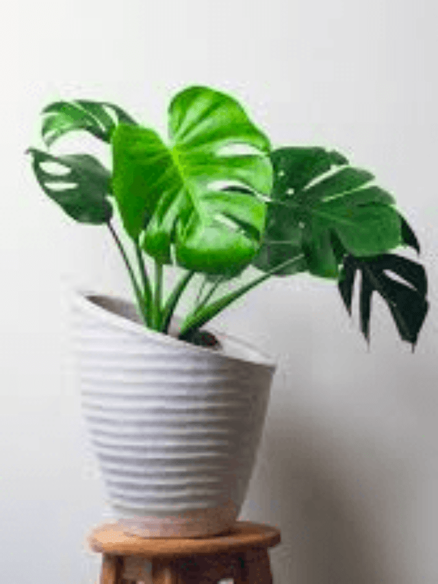 Monstera Grow Upwards in 10 Easy Steps!