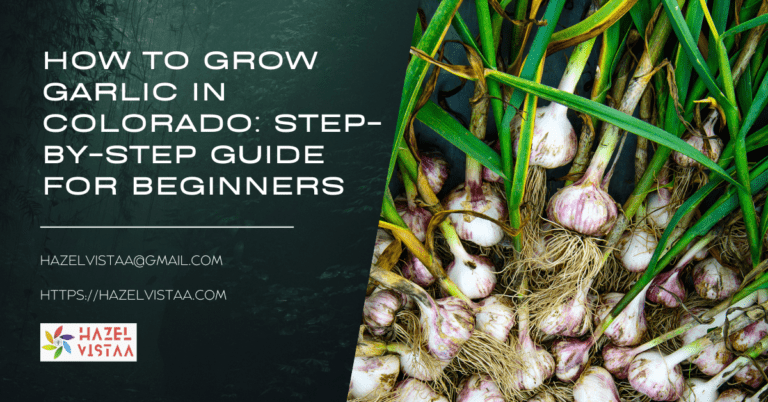 How to Grow Garlic in Colorado